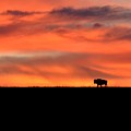 Bison in the Morning Light