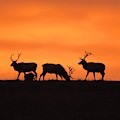Elk in the morning light